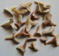 /products/fosilni-zraloci-zuby-set-20-kusu/